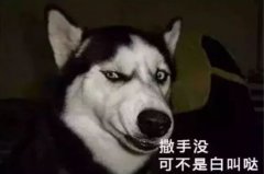 您家狗狗是不是也叫“撒手沒(méi)”？