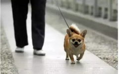 你真會(huì)遛狗嗎？-遛狗的過程中需要注意的一些問
