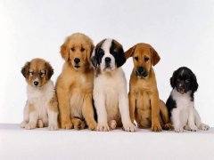 擁有“招狗體質”是種什么樣的體驗？