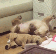 什么暖汪，全都是騙我養(yǎng)狗編出來的鬼話！