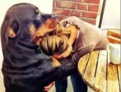 關(guān)于狗子，你不知道的秘密