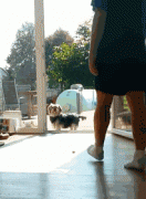 養(yǎng)一只傻狗是一種什么樣的體驗？