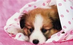 主人在狗狗心中的位置，從它睡覺位置就能看出