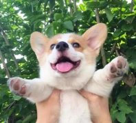 從沒被一只狗萌成這樣，除了它！