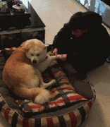 和狗狗說話恰恰說明你很聰明！