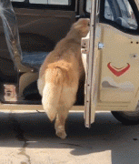 那位網友，你害怕的狗子，其實有這么慫！