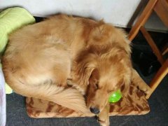 注意！狗狗的這些動作不是撒嬌，是求助！