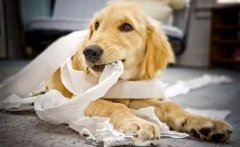 狗狗咬主人的衣服是想表達什么？ 華興寵物食品