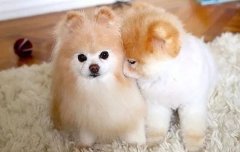 我想養狗，養什么狗，告別單身的狗