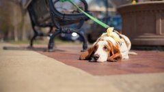 天氣熱了，寵主們請停止對狗狗的傷害！