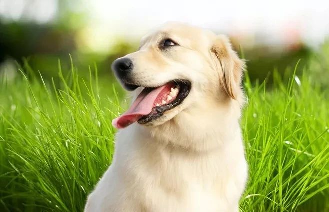 狗狗挑食不愛吃飯，究竟怎么回事？！