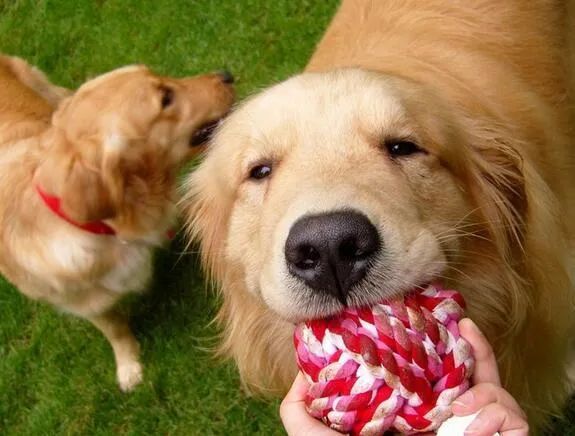 人生樂趣，從養(yǎng)一只金毛犬開始吧